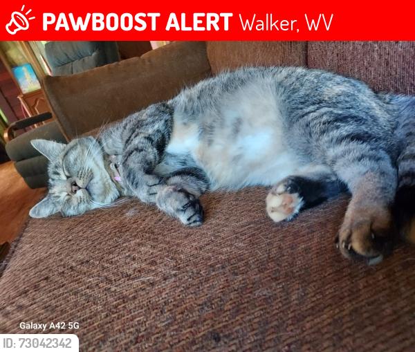 Lost Female Cat last seen Near staunton turnpike walker wv, Walker, WV 26180