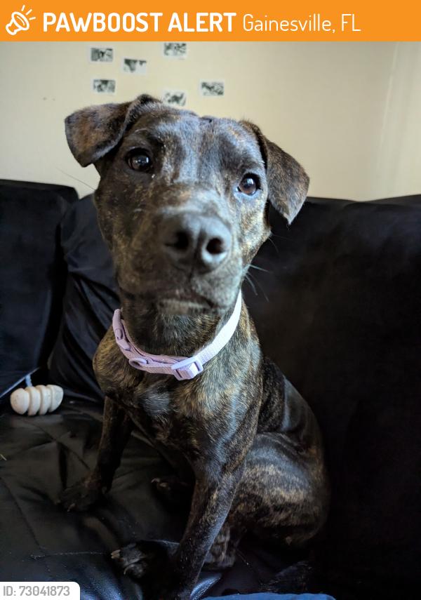 Surrendered Female Dog last seen NE Waldo road near the airport, Gainesville, FL 32609