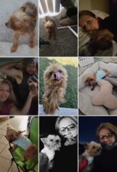 Lost Female Dog last seen Reed & Culebra , Austin, TX 78746