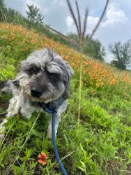Shelter Stray Female Dog last seen Bexar County, 3353 Morningside Dr, New Braunfels, TX 78132, USA