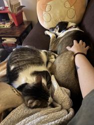 Reunited Female Cat last seen Edly Cove Ct & Morton Rd., North Brunswick Township, NJ 08902