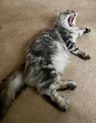 Reunited Male Cat last seen south L street and 21st, Tacoma, WA 98405
