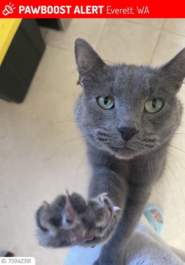 Lost Male Cat last seen Harborview lane, Everett, WA 98203
