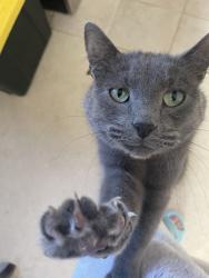 Lost Male Cat last seen Harborview lane, Everett, WA 98203