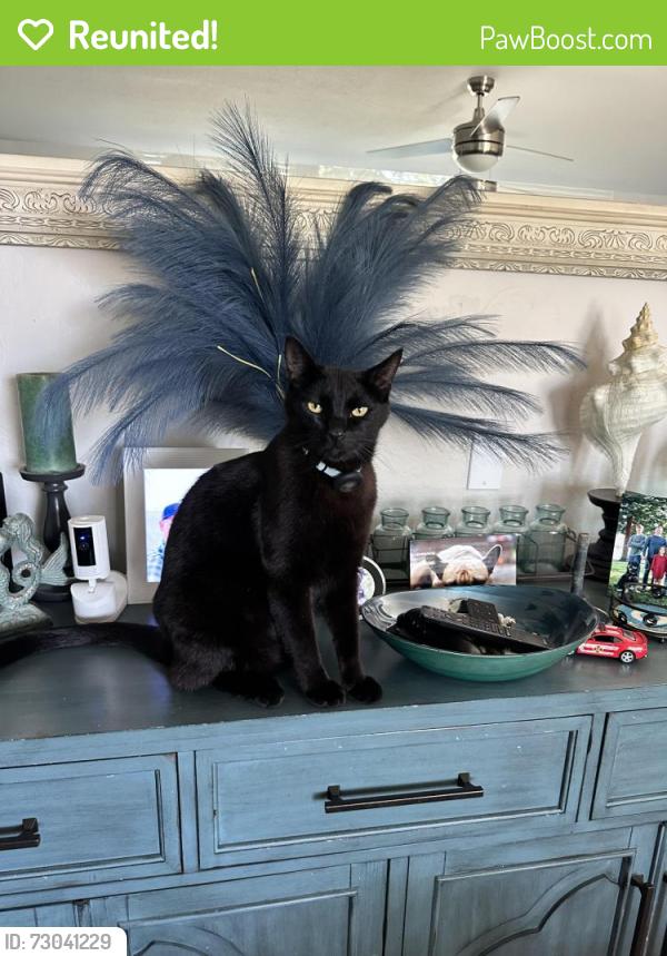 Reunited Male Cat last seen Port Chicago hwy and ranchito, Concord, CA 94520
