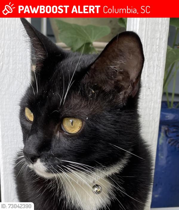 Lost Male Cat last seen Henry Curtis Street Columbia SC, Columbia, SC 29209