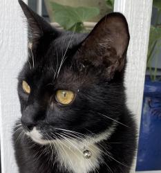 Lost Male Cat last seen Henry Curtis Street Columbia SC, Columbia, SC 29209