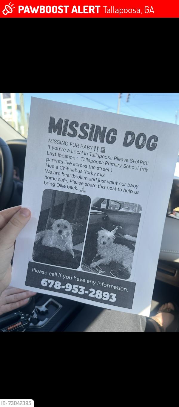 Lost Male Dog last seen Lyon st Tallapoosa, Tallapoosa, GA 30176