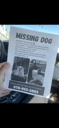 Lost Male Dog last seen Lyon st Tallapoosa, Tallapoosa, GA 30176