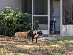 Found/Stray Unknown Dog last seen 54th street north and 8th avenue north St Petersburg , St. Petersburg, FL 33710