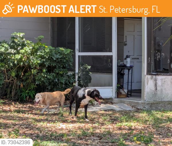 Found/Stray Unknown Dog last seen 54th street north and 8th avenue north St Petersburg , St. Petersburg, FL 33710