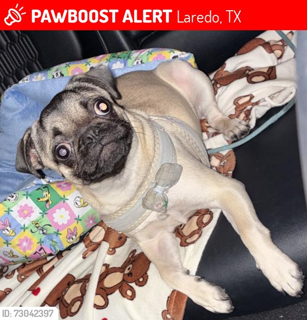 Lost Female Dog last seen Allen Drive, Laredo, TX 78045