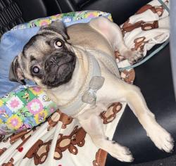 Lost Female Dog last seen Allen Drive, Laredo, TX 78045