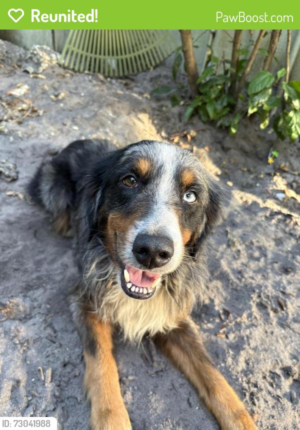 Reunited Male Dog last seen 24th st and Monroe, Hollywood, FL 33020