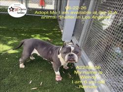 Shelter Stray Female Dog last seen , 1850 W 60th St, Los Angeles, CA 90047, USA