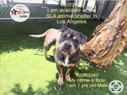 Shelter Stray Male Dog last seen , 1850 W 60th St, Los Angeles, CA 90047, USA