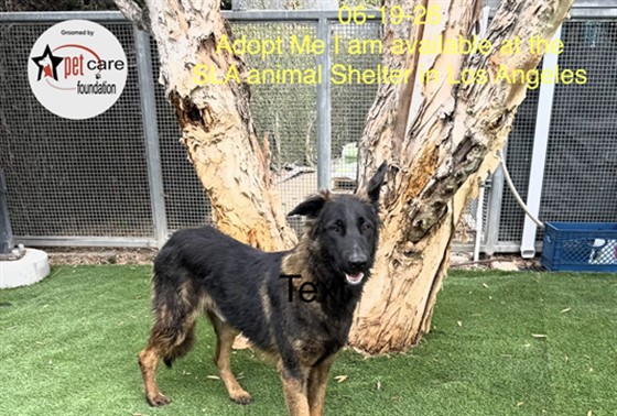 Shelter Stray Male Dog last seen , 1850 W 60th St, Los Angeles, CA 90047, USA
