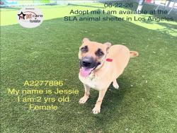 Shelter Stray Female Dog last seen , 1850 W 60th St, Los Angeles, CA 90047, USA
