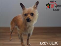 Shelter Stray Female Dog last seen , 1850 W 60th St, Los Angeles, CA 90047, USA