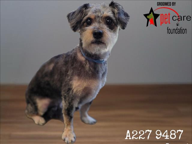 Shelter Stray Female Dog last seen , 1850 W 60th St, Los Angeles, CA 90047, USA
