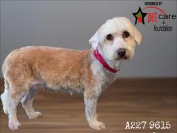 Shelter Stray Female Dog last seen , 1850 W 60th St, Los Angeles, CA 90047, USA