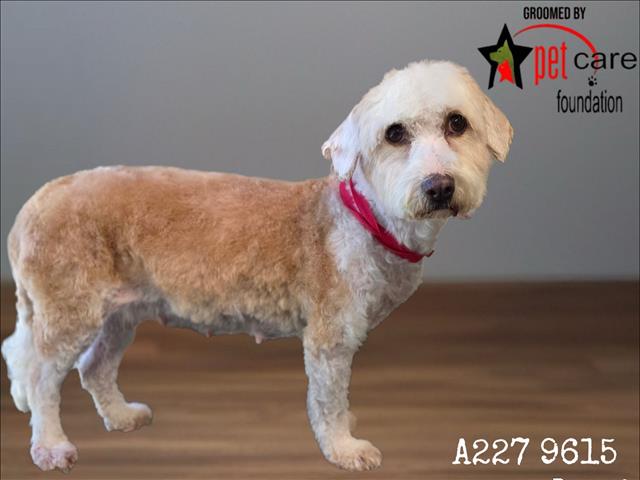 Shelter Stray Female Dog last seen , 1850 W 60th St, Los Angeles, CA 90047, USA