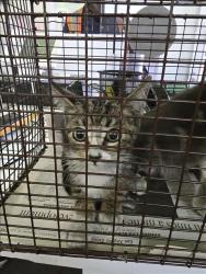 Shelter Stray Female Cat last seen , 1850 W 60th St, Los Angeles, CA 90047, USA