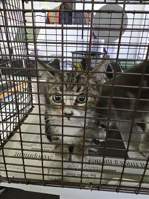 Shelter Stray Female Cat last seen , 1850 W 60th St, Los Angeles, CA 90047, USA