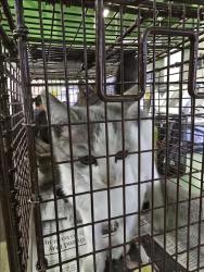 Shelter Stray Female Cat last seen , 1850 W 60th St, Los Angeles, CA 90047, USA