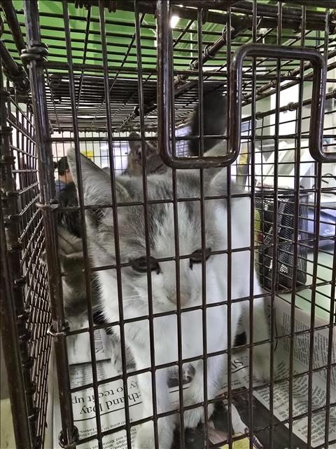 Shelter Stray Female Cat last seen , 1850 W 60th St, Los Angeles, CA 90047, USA