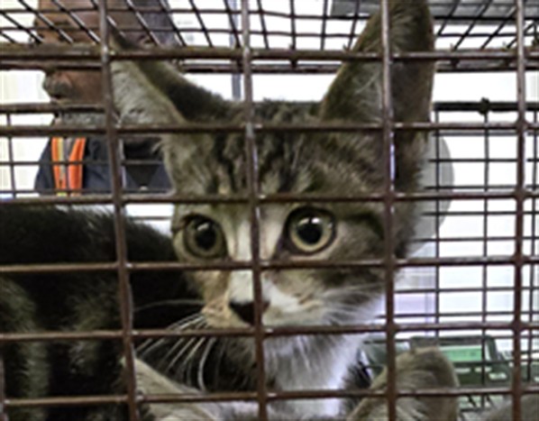 Shelter Stray Male Cat last seen , 1850 W 60th St, Los Angeles, CA 90047, USA