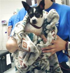 Shelter Stray Female Dog last seen Near BLOCK RAMSEY ST, FAYETTEVILLE NC 28301, 4704 Corporation Dr, Fayetteville, NC 28306, USA