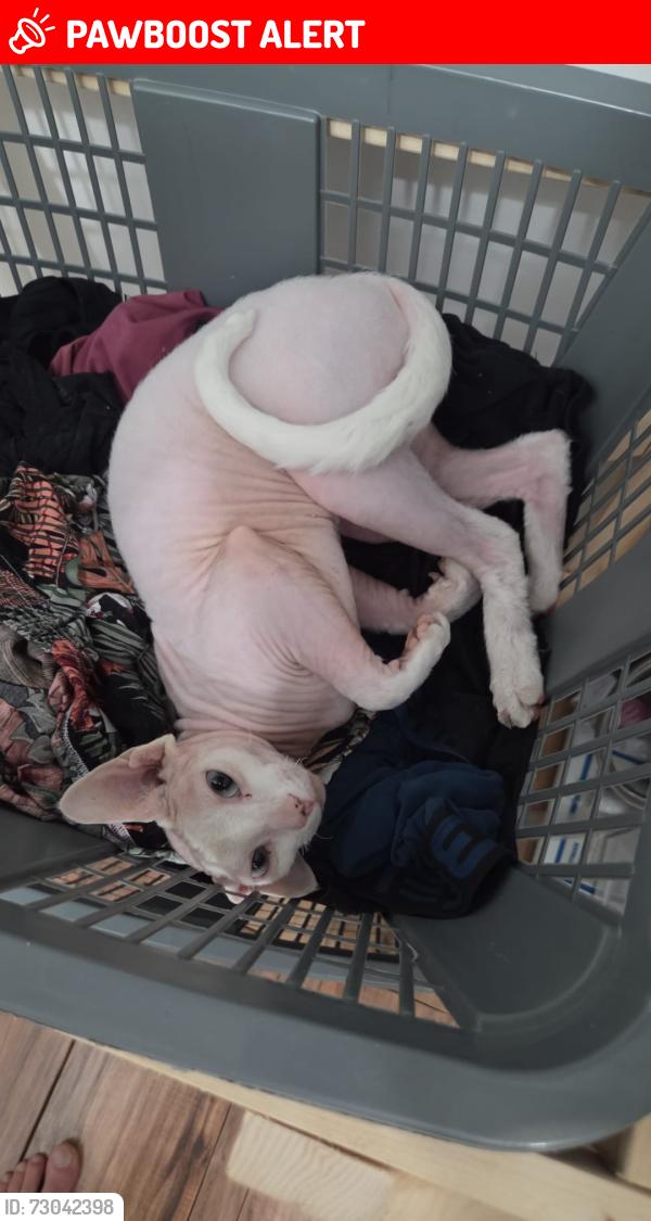 Lost Female Cat last seen Kull Lane, Prince Edward, ON K0K 1W0