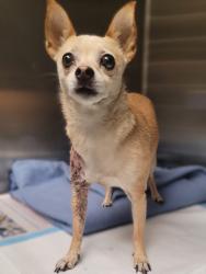 Shelter Stray Female Dog last seen , 14409 Vanowen St, Van Nuys, CA 91405, USA