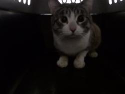 Shelter Stray Male Cat last seen Near BLOCK N FEDERAL BLVD, DENVER CO 80204, 1241 W Bayaud Ave, Denver, CO 80223, USA