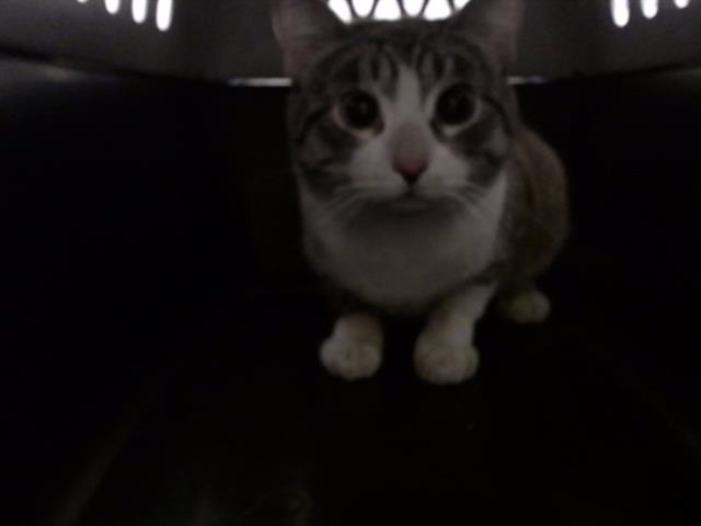 Shelter Stray Male Cat last seen Near BLOCK N FEDERAL BLVD, DENVER CO 80204, 1241 W Bayaud Ave, Denver, CO 80223, USA