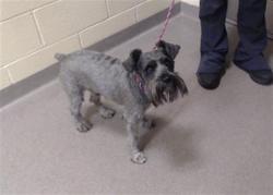 Shelter Stray Male Dog last seen Near BLOCK S WOLFF ST, DENVER CO 80219, 1241 W Bayaud Ave, Denver, CO 80223, USA