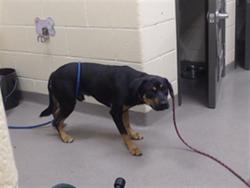 Shelter Stray Male Dog last seen Near BLOCK W BAYAUD AVE, DENVER CO 80223, 1241 W Bayaud Ave, Denver, CO 80223, USA