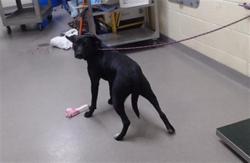 Shelter Stray Female Dog last seen Near BLOCK W BAYAUD AVE, DENVER CO 80223, 1241 W Bayaud Ave, Denver, CO 80223, USA
