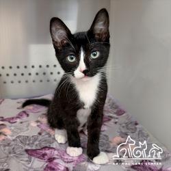 Shelter Stray Female Cat last seen CONSTRUCTION CIR W/CONSTRUCTION CIR S, 6443 Oak Canyon, Irvine, CA 92618, USA