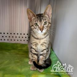 Shelter Stray Male Cat last seen IRVINE BLVD/CULVER, IRVINE CA, 6443 Oak Canyon, Irvine, CA 92618, USA
