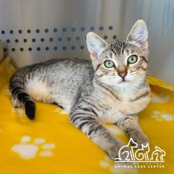 Shelter Stray Female Cat last seen IRVINE BLVD/CULVER, IRVINE CA, 6443 Oak Canyon, Irvine, CA 92618, USA