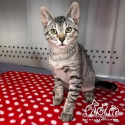 Shelter Stray Male Cat last seen IRVINE BLVD/CULVER, IRVINE CA, 6443 Oak Canyon, Irvine, CA 92618, USA