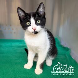 Shelter Stray Female Cat last seen RIDGE VALLEY/DECORA, 6443 Oak Canyon, Irvine, CA 92618, USA