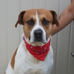 Shelter Stray Male Dog last seen Near BLOCK W SALINAS, 4710 TX-151, San Antonio, TX 78227, USA