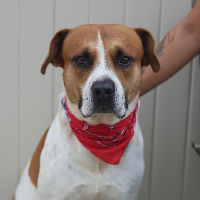 Shelter Stray Male Dog last seen Near BLOCK W SALINAS, 4710 TX-151, San Antonio, TX 78227, USA