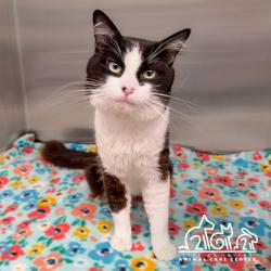 Shelter Stray Male Cat last seen TRABACO/YALE, 6443 Oak Canyon, Irvine, CA 92618, USA