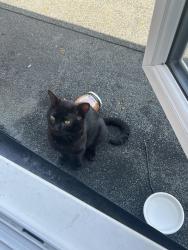 Found/Stray Unknown Cat last seen Slough , Slough, England 