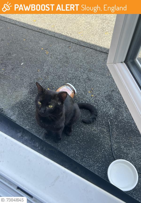 Found/Stray Unknown Cat last seen Slough , Slough, England 