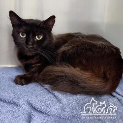 Shelter Stray Female Cat last seen SAND CANYON/IRVINE BLVD, IRVINE CA, 6443 Oak Canyon, Irvine, CA 92618, USA